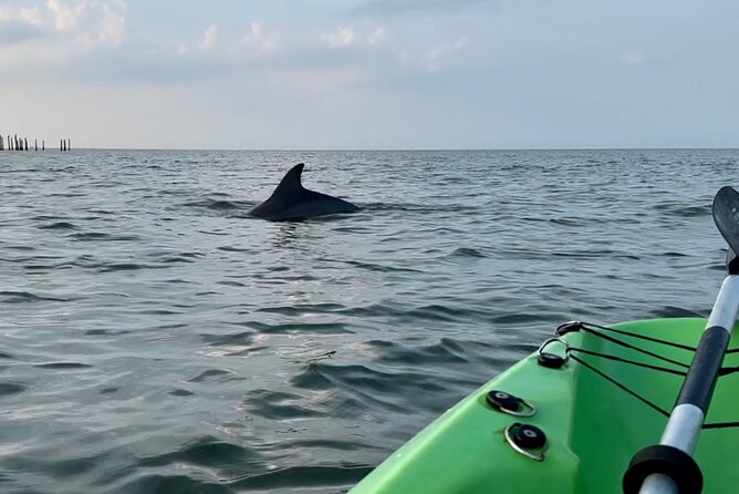 Dolphin Kayak Tour in Virginia Beach Must know how to swim - Weather, timing, and cancellation rules