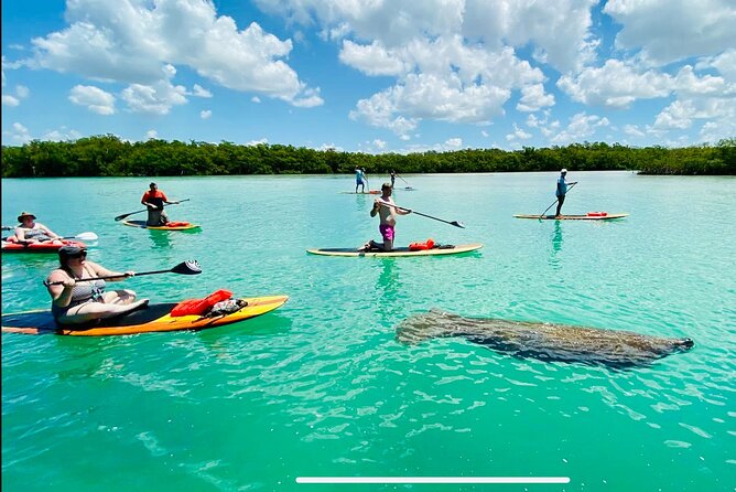 Dolphin, Manatee and Sea Turtle Adventure Tour of Bonita Springs - What this Bonita Springs paddle is really like