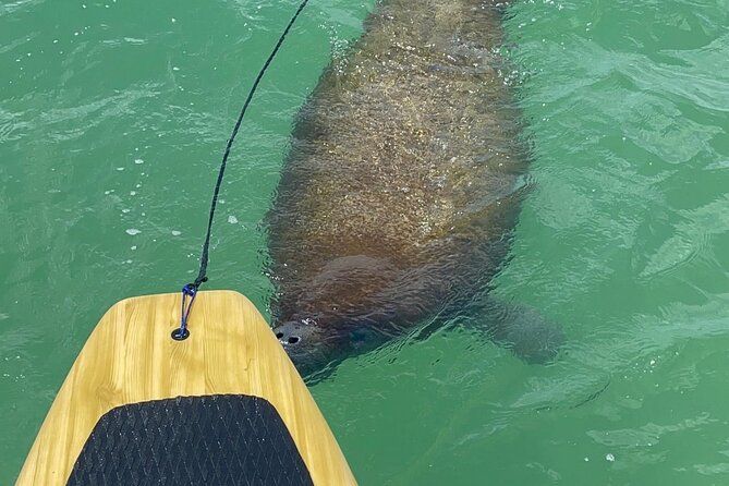 Dolphin, Manatee and Sea Turtle Adventure Tour of Bonita Springs - Choosing between a kayak and paddleboard