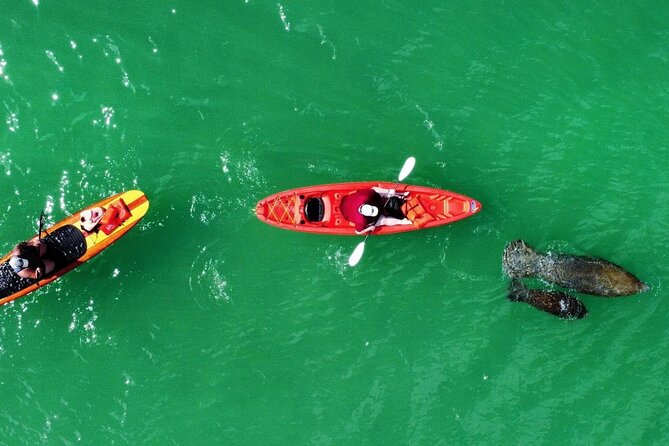 Dolphin, Manatee and Sea Turtle Adventure Tour of Bonita Springs - The best season and time-of-day advice