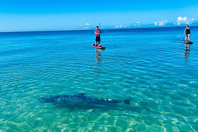 Dolphin, Manatee and Sea Turtle Adventure Tour of Bonita Springs - Starting in quiet coastal water