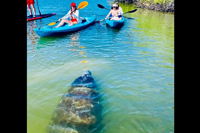Dolphin, Manatee and Sea Turtle Kayak Adventure - St. Augustine waterways, wildlife, and working waterfront