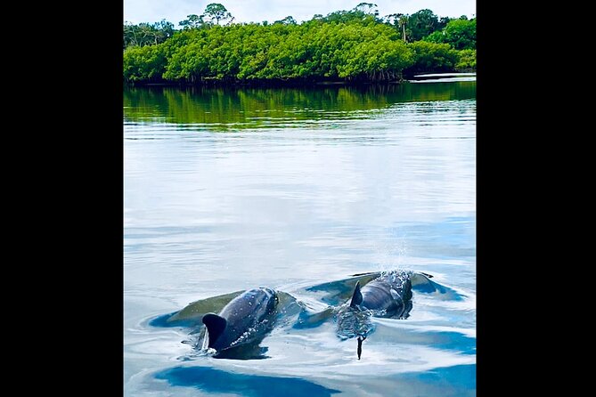 Dolphin, Manatee and Sea Turtle Kayak Adventure - The lighthouse and Anastasia State Park connection