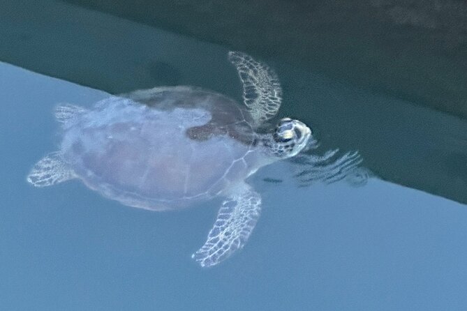 Dolphin, Manatee and SeaTurtle SUP Adventure Tour of St Augustine - Starting at 442 Ocean Vista Avenue