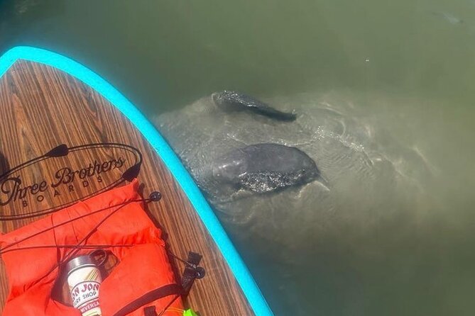 Dolphin, Manatee and SeaTurtle SUP Adventure Tour of St Augustine - Kayak or paddleboard: make the right choice
