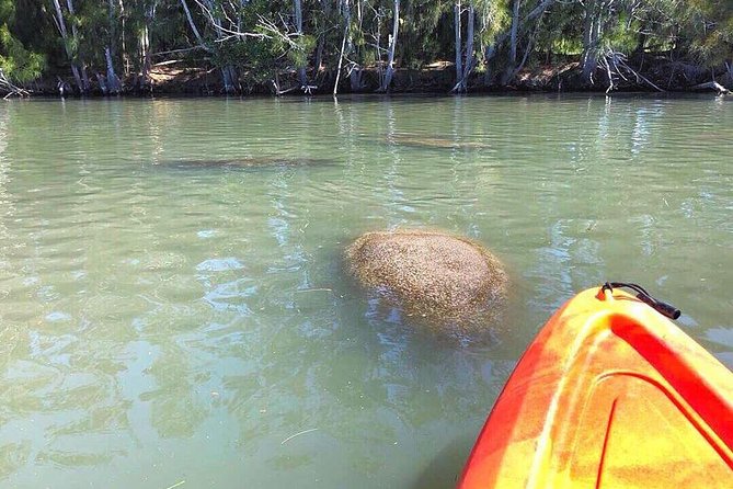 Dolphin & Manatee Kayaking Tour in Orlando Area - Dolphins, alligators, and birds keep the trip moving