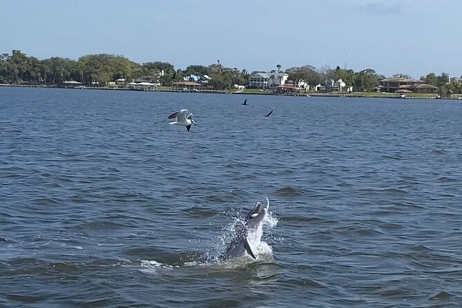 Dolphin/Manatee Pontoon Boat Tour with Local Expert - Leaving Merritt Island at 4:00 pm