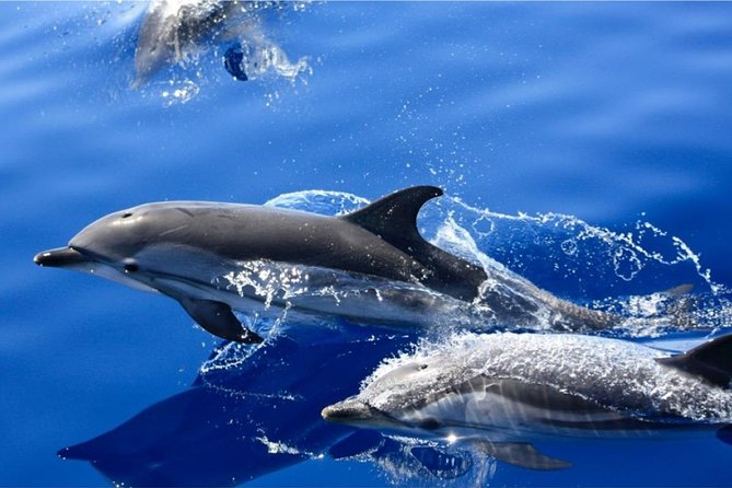 Dolphin Mini Cruise at Playa del Carmen - The Biosfera Jet and the west coast search