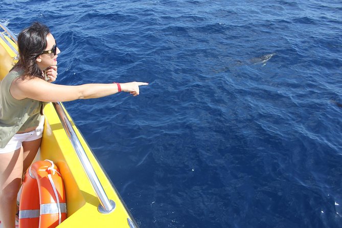 Dolphin Mini Cruise at Playa del Carmen - Coastal views from a different angle