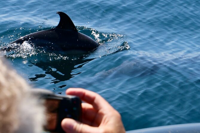 Dolphin Observation Boat Tour from Sesimbra - Key points at a glance