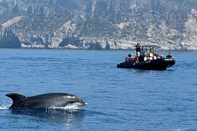 Dolphin Observation Boat Tour from Sesimbra - Watching common and bottlenose dolphins