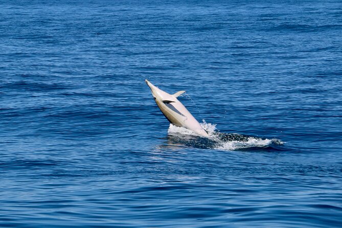 Dolphin Observation Boat Tour from Sesimbra - What a maximum group of 28 means