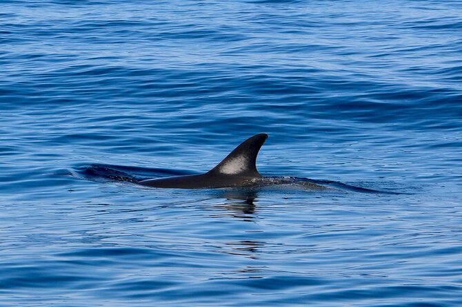 Dolphin Observation Boat Tour from Sesimbra - The regional liquor tasting