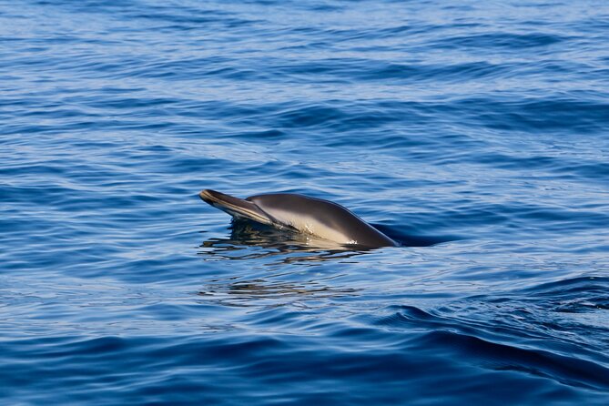 Dolphin Observation Boat Tour from Sesimbra - Arrabida Natural Park from the water