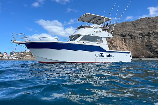 Dolphin Observation In A Small Group On A Silent Hybrid Boat - Key points to know before booking