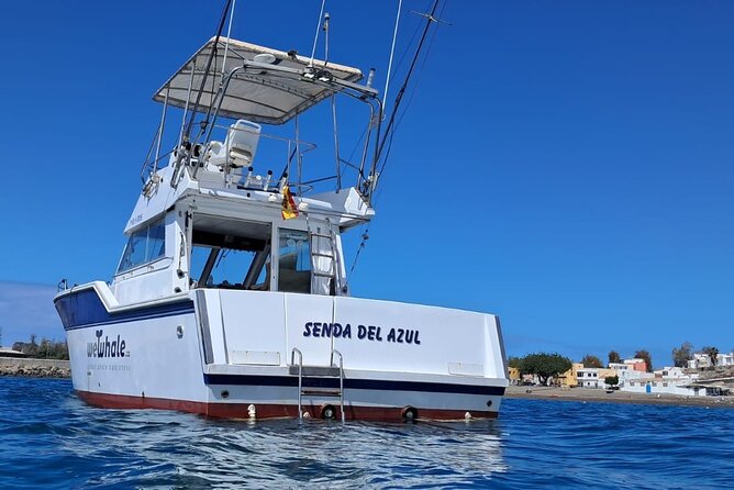 Dolphin Observation In A Small Group On A Silent Hybrid Boat - Why the silent hybrid boat matters