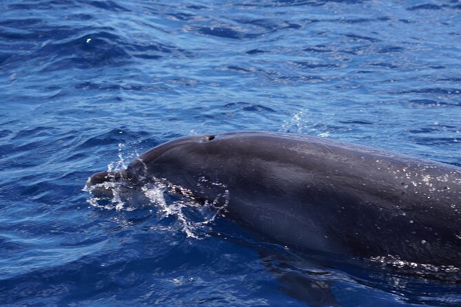 Dolphin Observation In A Small Group On A Silent Hybrid Boat - The dolphins and whales you may see