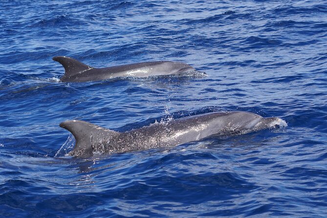 Dolphin Observation In A Small Group On A Silent Hybrid Boat - What a respectful encounter feels like