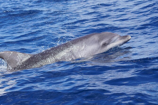 Dolphin Observation In A Small Group On A Silent Hybrid Boat - Snacks, drinks, and the small-group feel