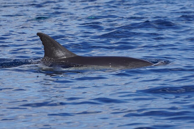Dolphin Observation In A Small Group On A Silent Hybrid Boat - Is three hours enough time?