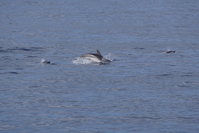 Dolphin Observation In A Small Group On A Silent Hybrid Boat - Who will enjoy this trip most?