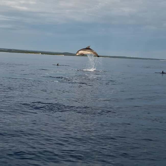 Dolphin private sunset tour Rovinj - Why the dolphins are only part of the appeal