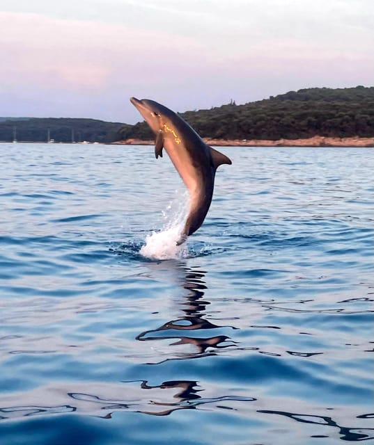 Dolphin private sunset tour Rovinj - Three pickup points around Rovinj