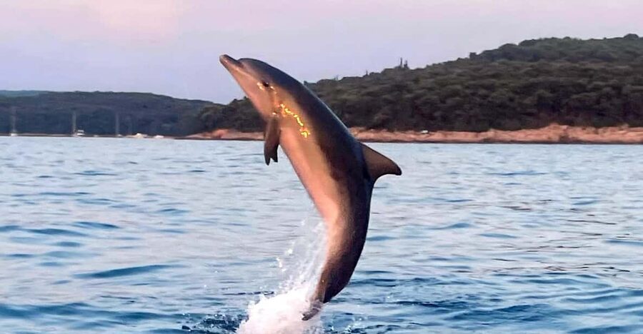 Dolphin private sunset tour Rovinj - What $447 means for a private group