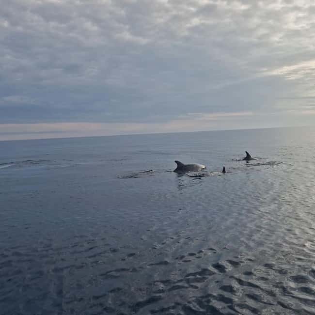 Dolphin private sunset tour Rovinj - The opening ride past Rovinj’s old town
