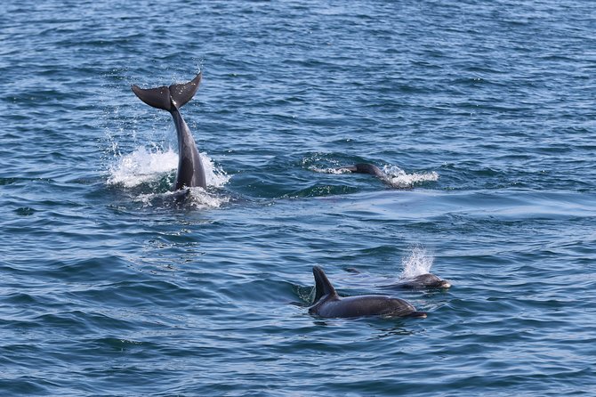 Dolphin Quest & Marine Life Search - Why the catamaran works well for families