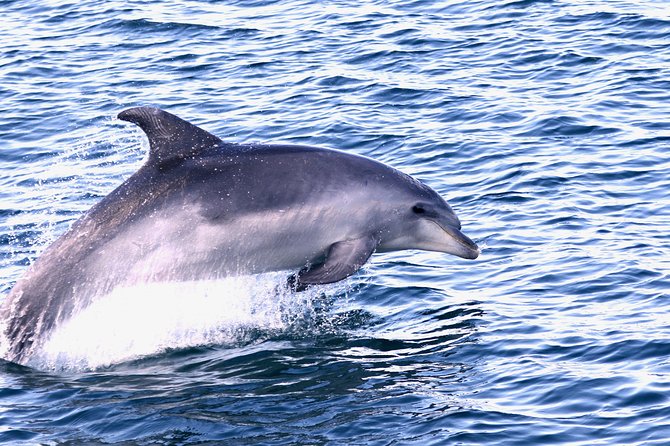 Dolphin Quest & Marine Life Search - Comfort for older passengers