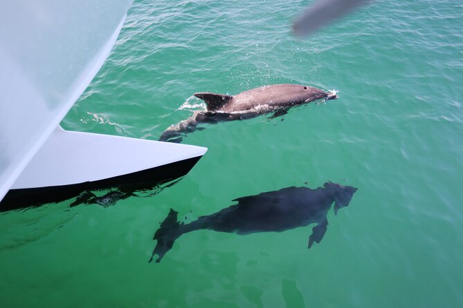 Dolphin Quest & Marine Life Search - The value of the $43.02 price