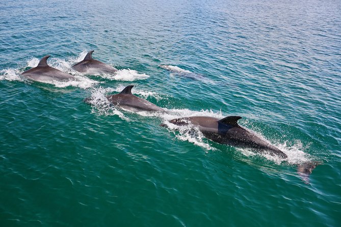 Dolphin Quest & Marine Life Search - Practical details that affect your day
