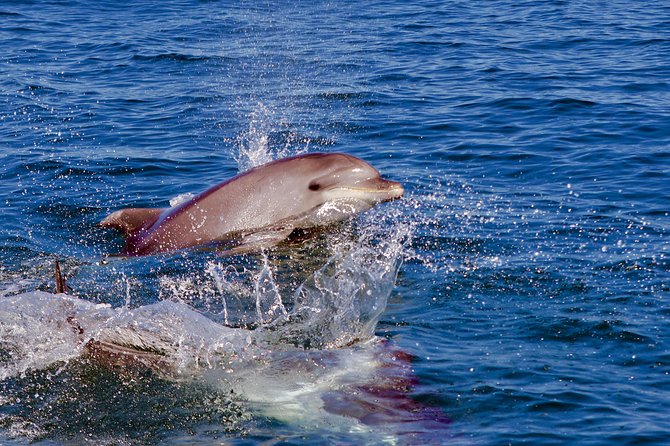 Dolphin Quest & Marine Life Search - What you may see beyond dolphins