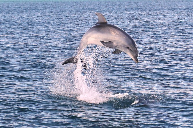 Dolphin Quest & Marine Life Search - What the guides add to the trip