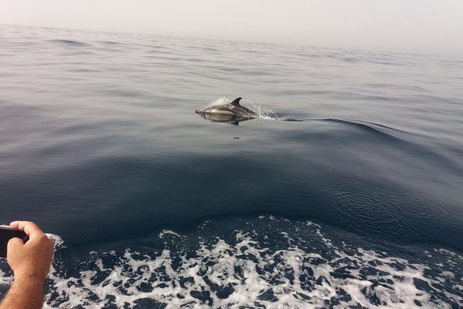 Dolphin Route - Key points to know before you book