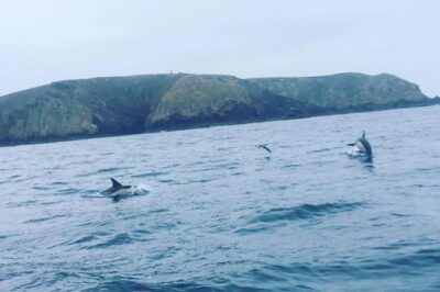 Dolphin Route