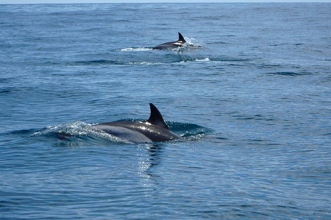 Dolphin Route - What the price means at $54.22
