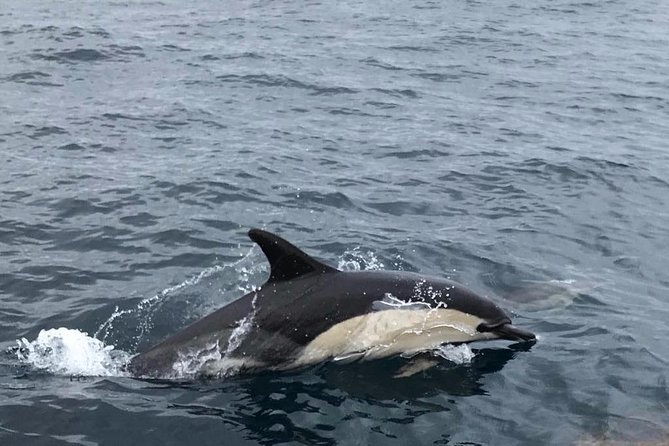 Dolphin Route - Why weather should guide your booking date