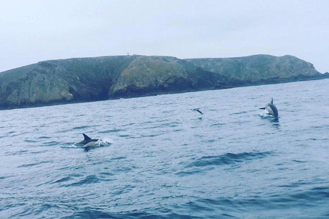 Dolphin Route - Searching between Cabo Carvoeiro and Berlenga