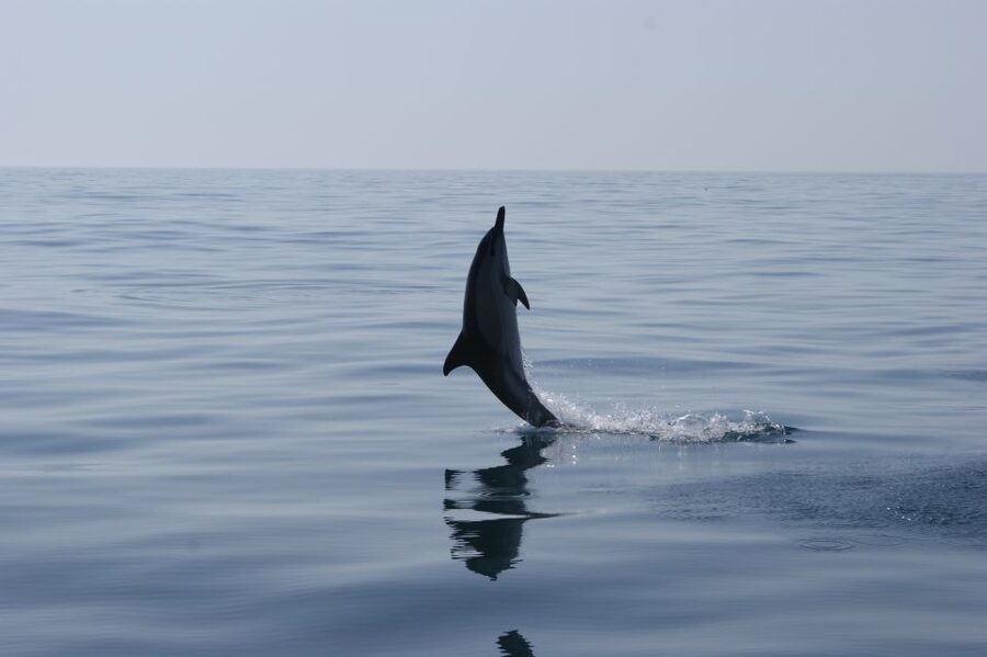 Dolphin Safari and Cave Tour in Vilamoura - Key points to know before you go