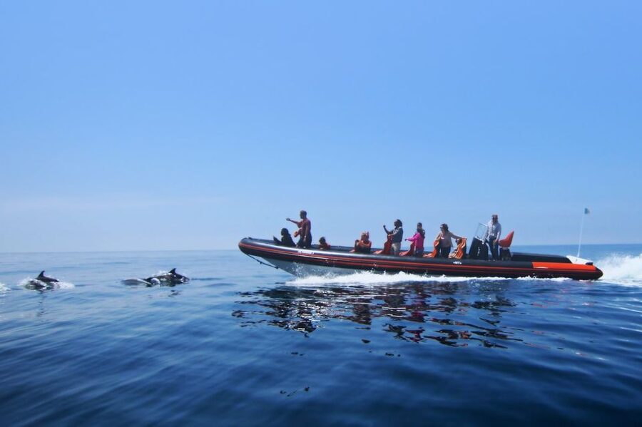 Dolphin Safari and Cave Tour in Vilamoura - Caves and rock formations along the Algarve coast