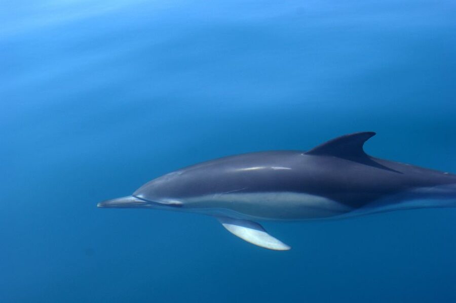 Dolphin Safari and Cave Tour in Vilamoura - Who should book this Vilamoura boat trip?