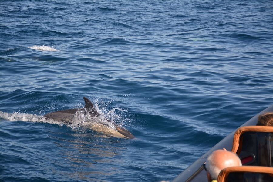 Dolphin Safari and Cave Tour in Vilamoura - FAQ