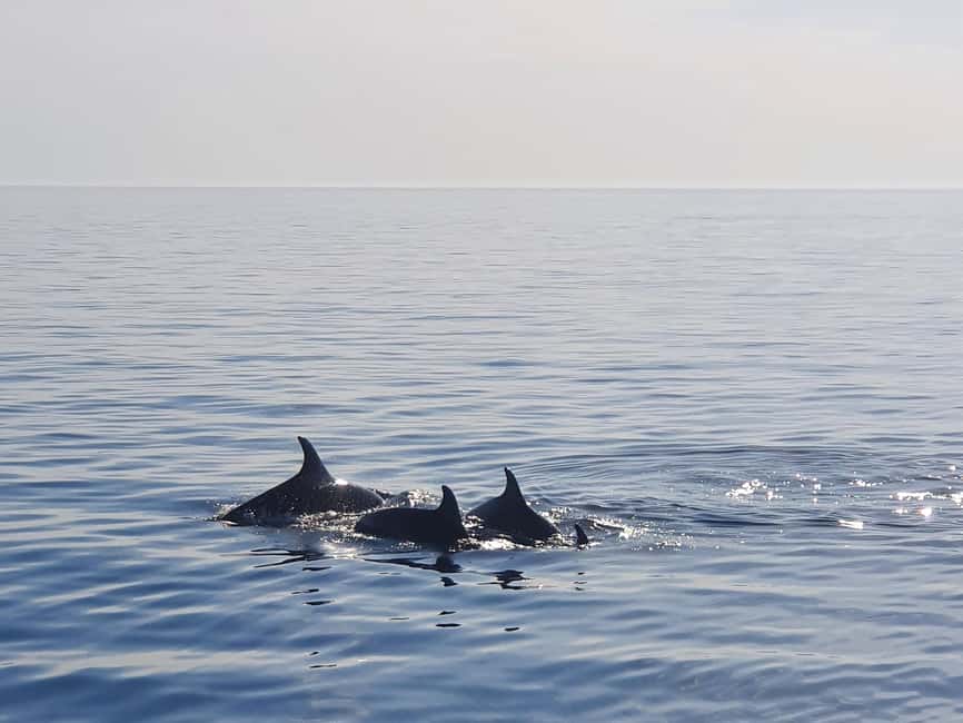 Dolphin Safari Boat Trip from Marina Funtana - Key points to know before you book