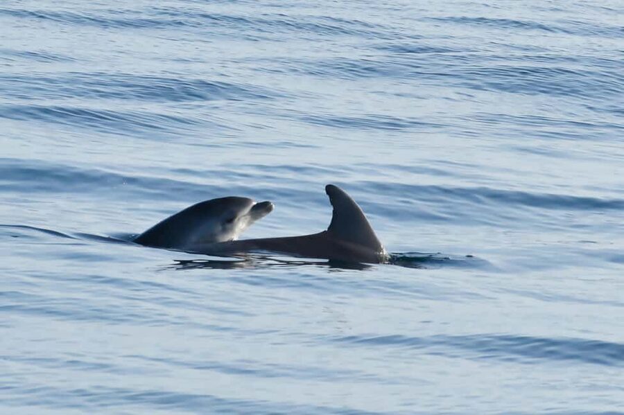 Dolphin Safari Boat Trip from Marina Funtana - The dolphin search