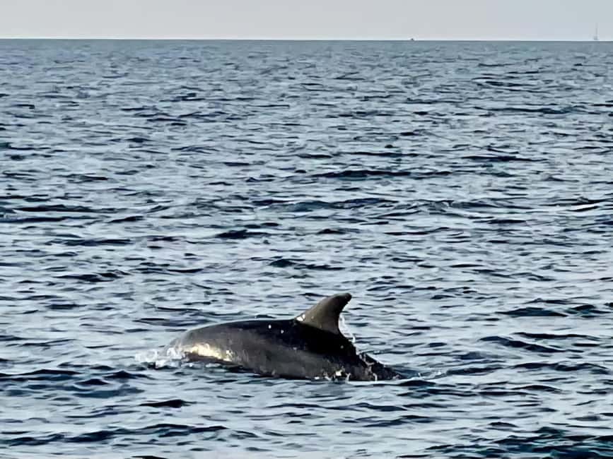 Dolphin Safari Boat Trip from Marina Funtana - Is $35 a fair price?
