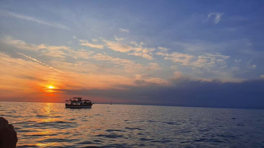 Dolphin safari every evening - The 19:00 Dolphin Safari