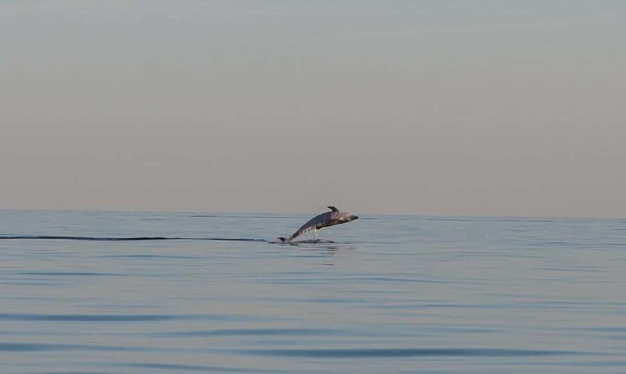Dolphin safari every evening - Practical Details Before You Go