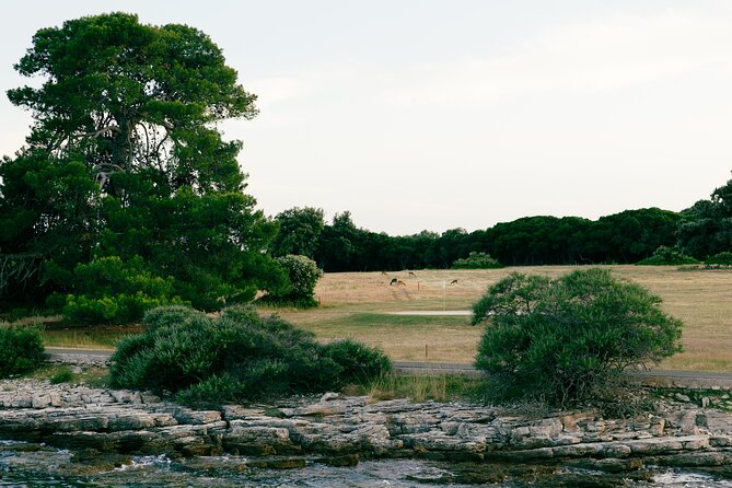 Dolphin Safari in Fažana - Veliki Brijun and the protected underwater view
